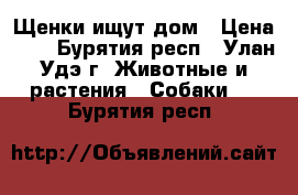 Щенки ищут дом › Цена ­ 1 - Бурятия респ., Улан-Удэ г. Животные и растения » Собаки   . Бурятия респ.